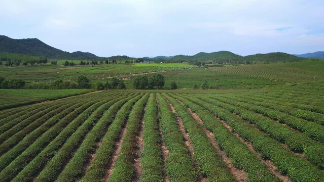 view of green tea plantation