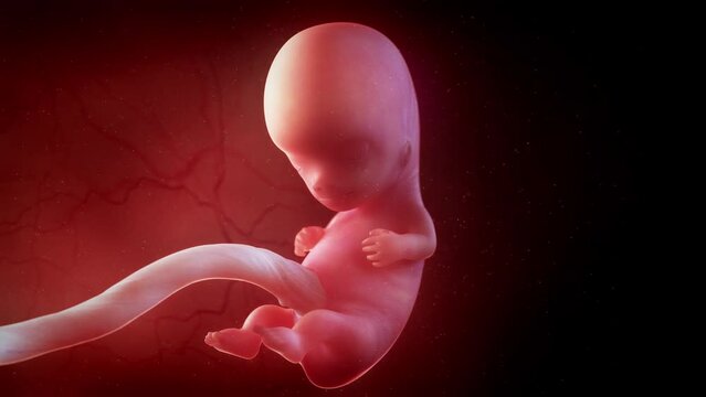 3d rendered animation of  a human fetus week 9