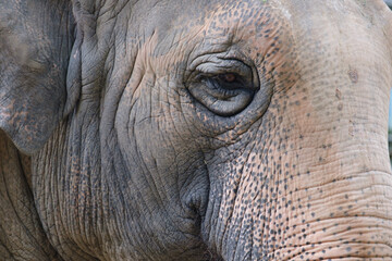 Fototapeta premium 象の目をクローズアップ撮影。長いまつ毛と優しい眼差し。神戸王子動物園で撮影