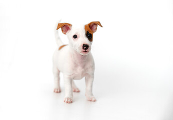 a jack russell terrier puppy on a white background