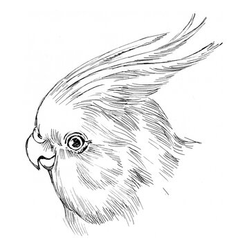 Hand drawn line art illustration of parrot corella portrait.