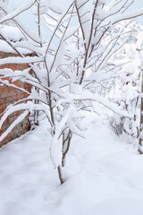 Snowdrifts on the ground and trees are covered with snow on a winter day. Heavy snowfalls, cold weather