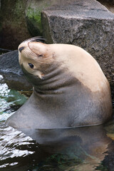 Fototapeta premium 動物園の水槽で遊ぶアザラシ。愛くるしい目。