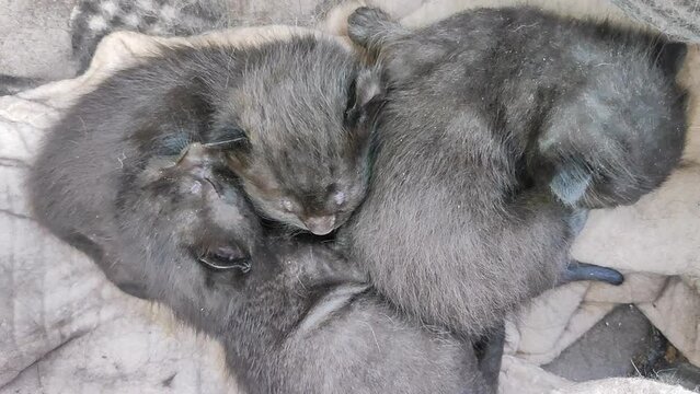 Three newborn cute black cats sleeping. 
