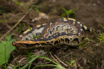Borneo short-tailed blood python snake Python curtus breitensteini on the wild
