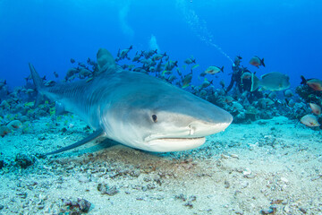 Obraz premium Tiger shark