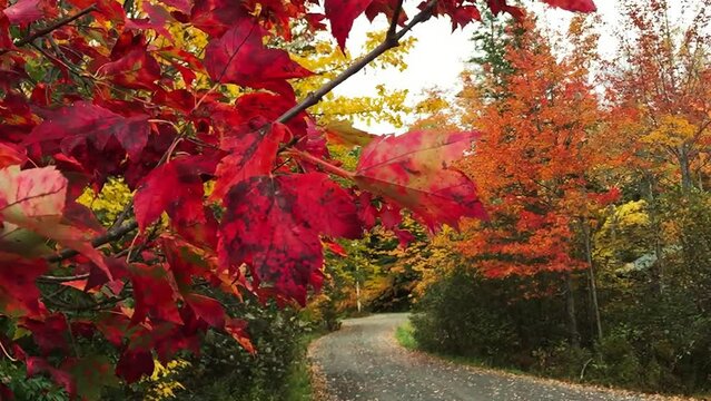 Autumn landscape in foliage season. Trees along the road