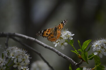 butterfly on a flower