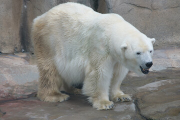 休みなくうろうろと歩き回る動物園のシロクマ。神戸王子動物園で撮影