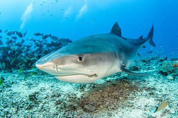 Fototapeta premium Tiger shark