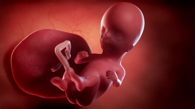 3d Rendered Animation Of  A Human Fetus Week 14