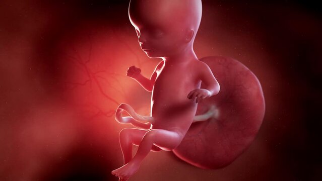 3d rendered animation of  a human fetus week 15
