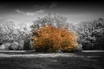 Orange tree at autumn city park abstract landscape