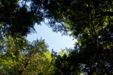 Looking up at tree canopy with open sky in center creating copy space.