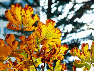 Late autumn leaves bokeh backdrop