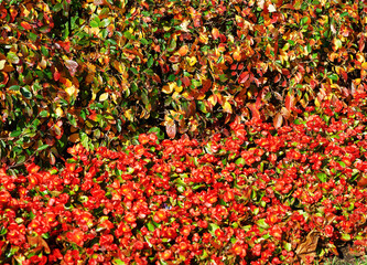 Red autumn foliage texture background