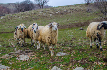 sheep on the rural 