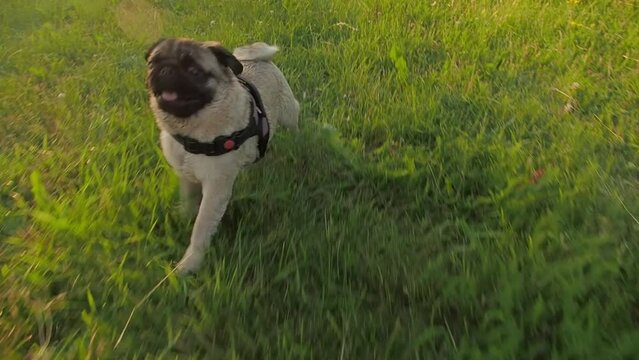 Pug dog running quickly at the meadow at slow motion. The pug dog playfully runs and jumps on grass at evening sunset. Active lifestyle concept.