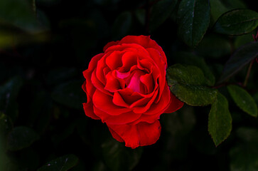 red rose in garden
