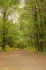 Pathway and treeking way inside forest with full of trees and sunbeam. No people in the forest pathway. Tranquility forest concept vertical background.