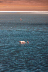 Fototapeta na wymiar Flamenco rosa nadando en lago azul 