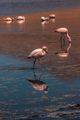 Fototapeta na wymiar Flamencos rosas en un lago, Bolivia