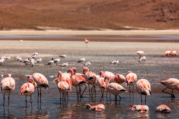 Flamencos rosas en un lago, Bolivia