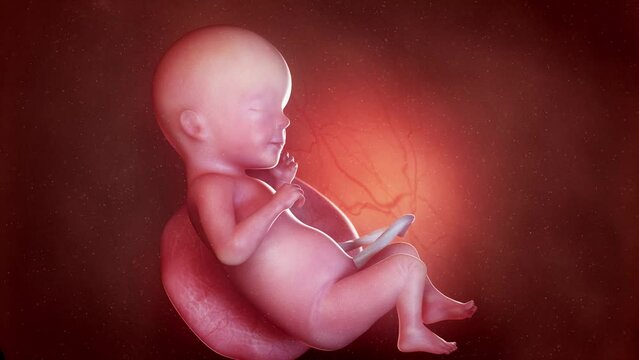 3d rendered animation of  a human fetus week 26