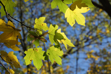 leaves in autumn light