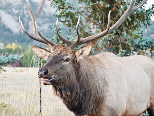 Bull Elk by Evergreen