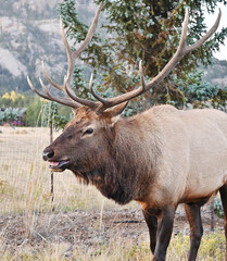 Naklejka na ściany i meble Bull Elk by Evergreen