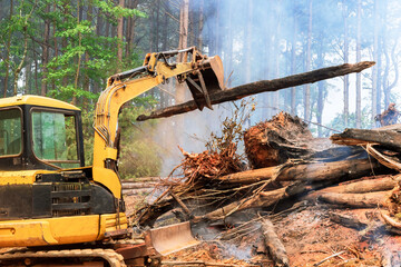 Burning uprooted trees as part of process preparing land for construction houses