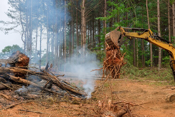 Burned trees that have been uprooted, process preparation land to for construction of houses