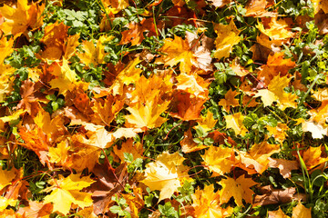Golden yellow leaves on the grass