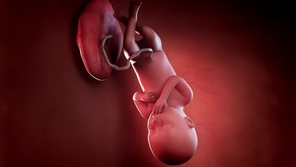 3d rendered animation of  a human fetus week 36