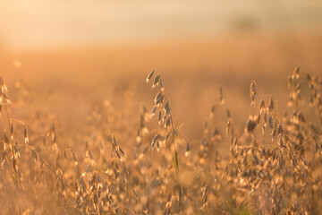 Ripe oats in the field as agricultural background.