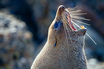 Seelöwe brüllt