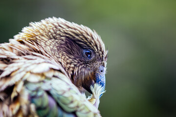 Kea