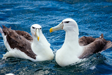 Albatross im Meer