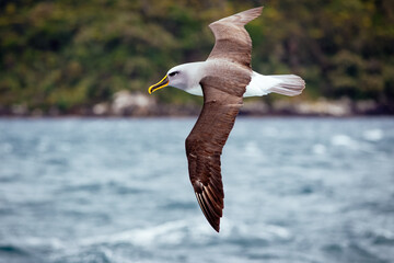 Albatross - fliegend