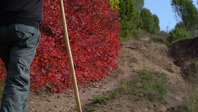 Mountaineer goes past bush Smoke Tree in autumn color (Cotinus coggygria) - (4K)