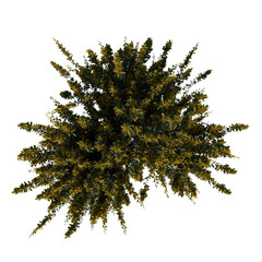 Fototapeta premium Top view tree (Young Cytisus scoparius common broom 1) png