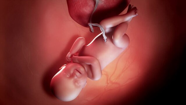 3d rendered animation of  a human fetus week 40