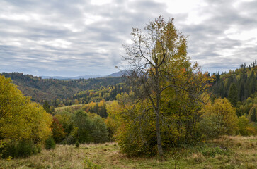 Autumn mountain forest with leafy and fir green, yellow trees at hills. Carpathian Mountains, Ukraine