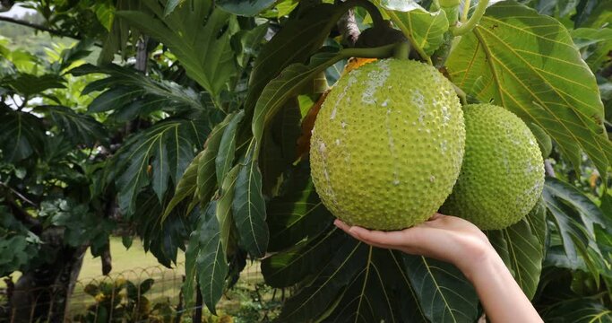 French Polynesia travel video of breadfruit. Breadfruit is a species of flowering tree in the mulberry and jackfruit family originating in the South Pacific and spreading to rest of Oceania