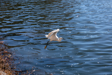 Single snowy egret hunting around the Ebro River in Zaragoza, Spain