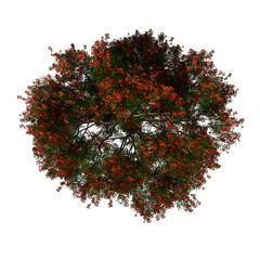 Top view tree (Young Flamboyant 3) png