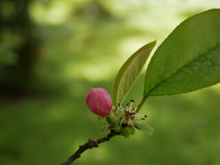 Magnolia blossoms in the park of a subtropical city. Pink magnolia petals on a branch on a sunny spring day against a background of green leaves. Large fragrant flowers and buds of an evergreen tree.