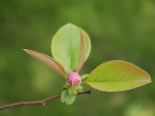 Magnolia blossoms in the park of a subtropical city. Pink magnolia petals on a branch on a sunny spring day against a background of green leaves. Large fragrant flowers and buds of an evergreen tree.