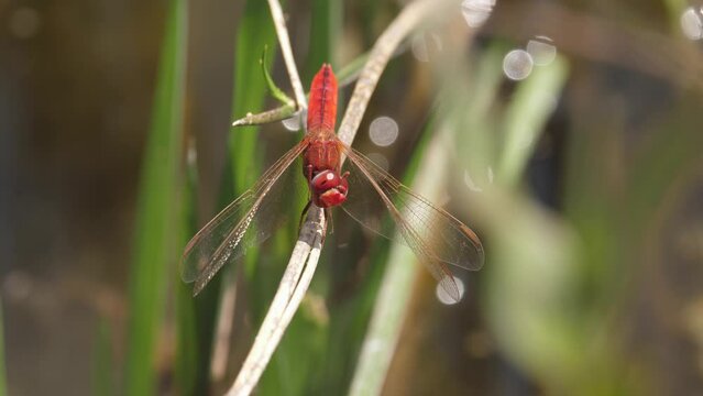Red dragonfly sits on grass stem among reeds, watching activity overhead